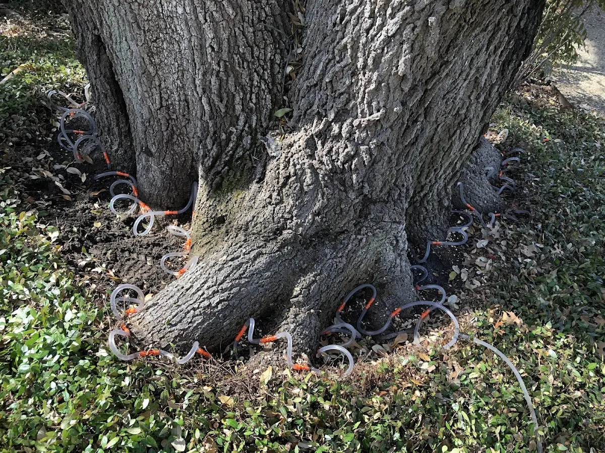 Detailed Tree Cabling and Bracing job site in Warwick