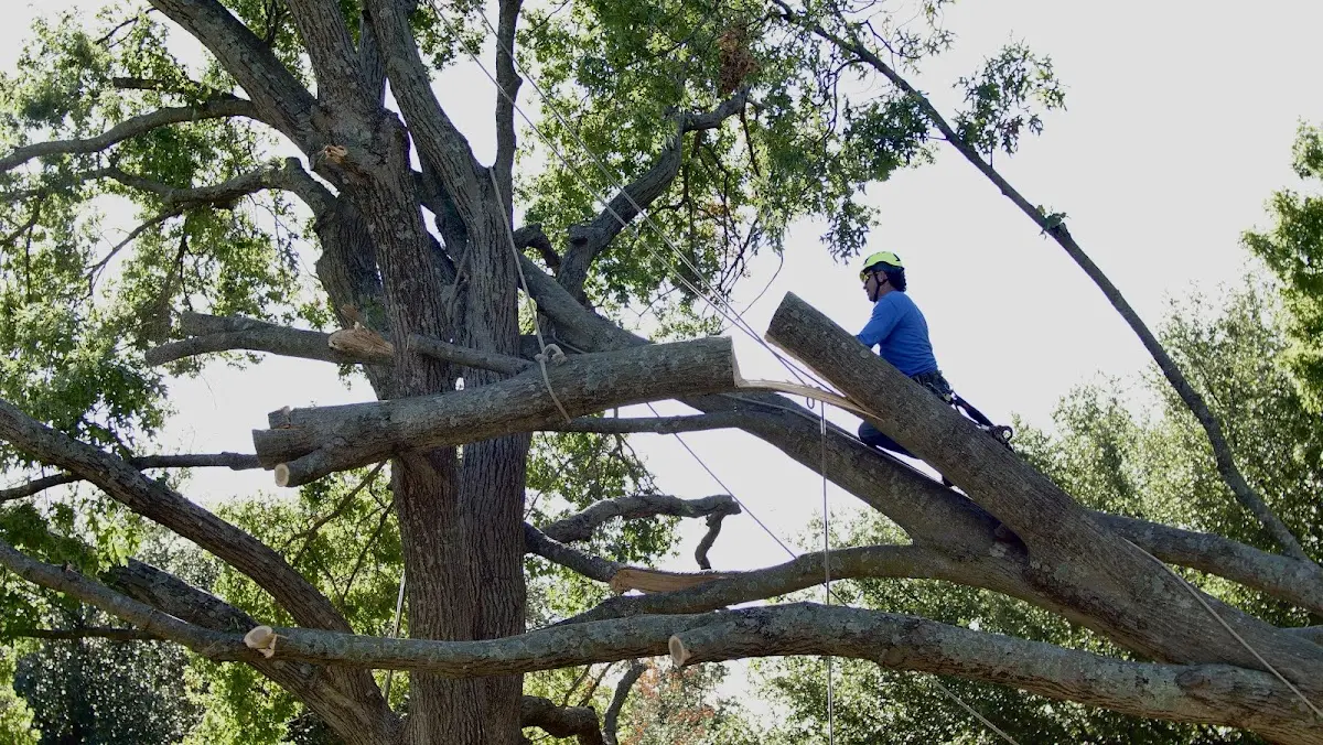 Professional Hazardous Tree Removal performed by certified arborists in Warwick